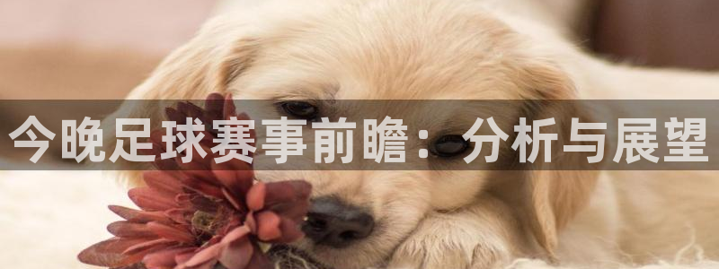 谁有皇冠手机版地址