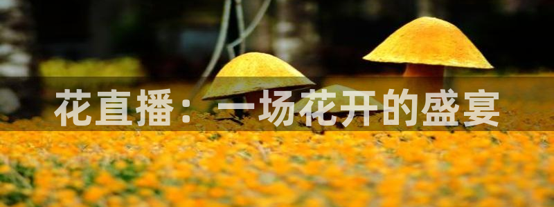 蓝鲸直播男同：花直播：一场花开的盛宴